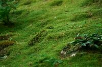 苔と深緑に魅せられる京都・幽翠の地3選