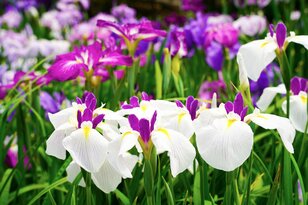 梅雨空の絶景！  東京23区に咲く花菖蒲の4名所「堀切菖蒲園」「水元公園」「小岩菖蒲園」「しょうぶ沼公園」で江戸の風流を感じる【東京都・葛飾区/江戸川区/足立区】