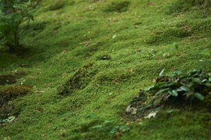 苔と深緑に魅せられる京都・幽翠の地3選