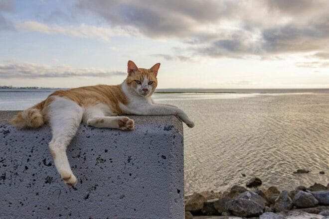 北谷の国際色豊かなビーチサイドで暮らす島猫たちに、ちむどんどん！？「沖縄アメリカ村のボーダーレスキャッツ」【琉球島猫百景 vol.14／沖縄県北谷町】の画像001