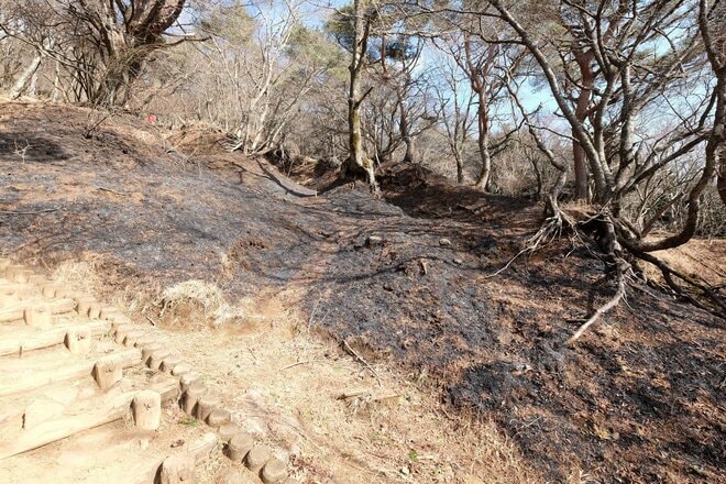 【各地で相次ぐ山火事】丹沢の人気ルート「大倉尾根」の通行止めが解除の画像004