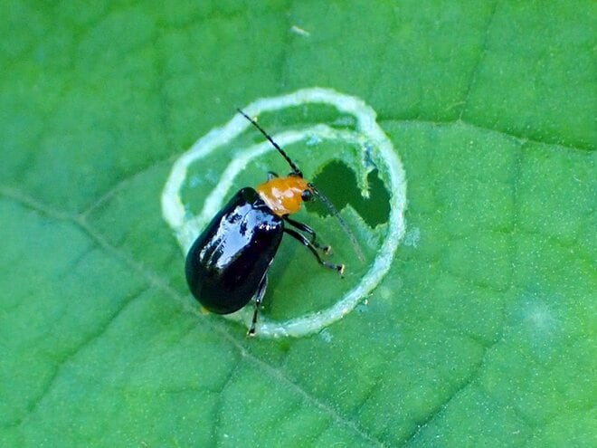 水玉模様の葉を作った犯人の正体とは？  昆虫と植物の攻防戦【あなたのすぐそばにいる「季節の虫」の探し方 vol.22】の画像001