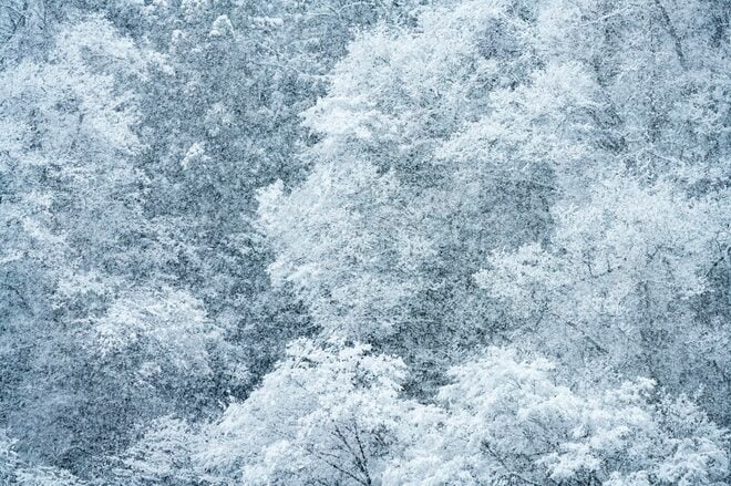 画像・写真： 雪のなかじっと春を待つ黄色い妖精！ 「幸せを招く