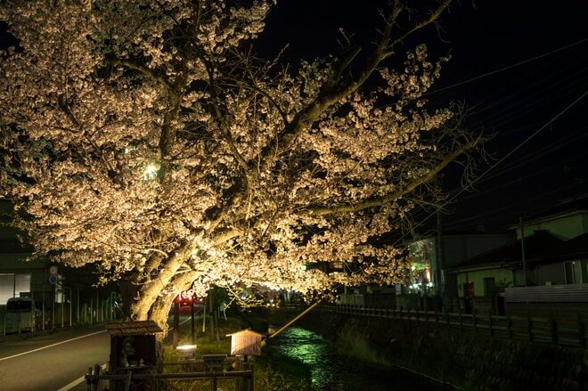 昼と夜は別世界！ 日常を忘れる石和温泉の「さくら温泉通り」の桜並木が圧巻！  山梨県笛吹市・2022年の画像007