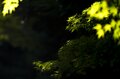 【速報】「わずかに色づき始めていました！ 今年も期待できそう」 日本一の“紅葉の名所”『もみじ湖（箕輪ダム）』へ 2023年秋・長野県上伊那郡箕輪町の画像002