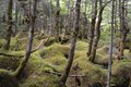 アクセス抜群！  神秘の苔むす森にたたずむ「白駒池」＜北八ヶ岳＞の画像005