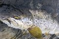 【天然食】見た目はイモ虫......  珍味、クロカワムシを獲って食べてみた！の画像004