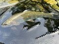 釣り具の概念を覆す価格破壊か！？ 釣り人の間で話題沸騰！ 噂のダイソー「PEライン」を使って釣りをしてみたの画像009