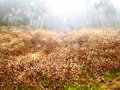 花咲くトレイルから春を感じよう！  空に舞う黄色のぼんぼり「ミツマタのトレイル」 群馬、滋賀、栃木・茨城のおすすめスポット【2024年】の画像003