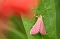 「これでも蛾！？」 ショッキングピンクのハート型昆虫は “思わず二度見” の美しさ 【北米産まれの新参者は、早くも全国展開の大進出！！】 花壇のブルーサルビアに注目！  2024年の画像004