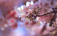 日本一の早咲き桜「あたみ桜」で「お花見アウトドアデート」！  2月でも「海・山・スイーツ・絶景」春を満喫【静岡県熱海市】