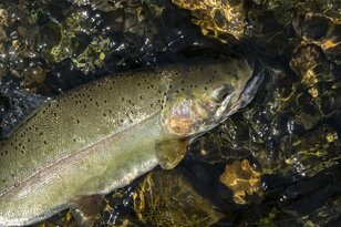 ふわふわとカゲロウ舞う季節が到来！ 本流の大マスを狙う・天竜川【フライフィッシング】