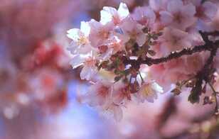 日本一の早咲き桜「あたみ桜」で「お花見アウトドアデート」！  2月でも「海・山・スイーツ・絶景」春を満喫【静岡県熱海市】