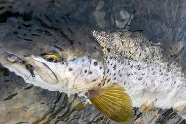 天然食 見た目はイモ虫 珍味 クロカワムシを獲って食べてみた アクティビティ レポート Bravo Mountain