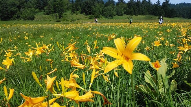 “まるっと楽しむ 尾瀬の山歩き” vol.1【福島県 檜枝岐村】 江戸時代から続く “歌舞伎の村”！  入山口からたった40分で花の宝庫「大江湿原」への画像003