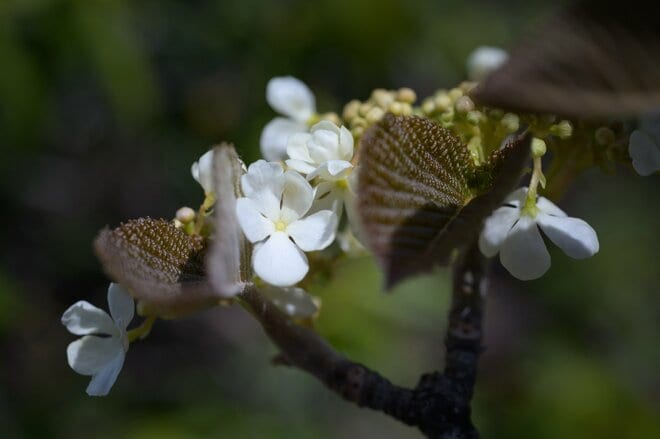 【首都圏近郊】連休明けから初夏に狙いたい植物の宝庫「新緑と花々が萌える日帰りハイキングルート」＜湯ノ丸山＞の画像006