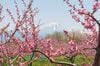 春色の濃淡を楽しむ「桜と桃」お花見スポット2選！  1日でどちらも訪問OK！  4月上旬、山梨ならではの ”特別な10日間” 体験レポート【笛吹市＆韮崎市】