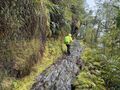第3回｜世界遺産の “世界一美しい散歩道”「ミルフォードトラック」体験記・4日目＆5日目 ── 54km完歩！  苔きらめく雨のトレイルと滝クルーズの画像010