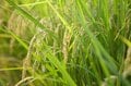 ＜“新米”っていつまで新米？＞意外に知らない「新米の定義」と今日から使える「美味しいお米を選ぶポイント」教えますの画像007