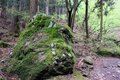 ＜4月末の御岳山レポート＞都心からすぐ。苔むした岩が美しい新緑のロックガーデン～宿坊ランチで異空間へ小トリップ！の画像015