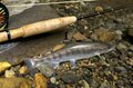 【渓流釣り】 秋の荒喰い！ それとも恋の季節！？ 「アマゴとイワナが共生する渓でフライフィッシング」  岐阜県・2024年9月の画像003