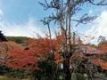 知る人ぞ知る！ 京都「紅葉名所」鉄板エリアでも穴場「三尾の古刹」へ！ しずかな絶景「錦雲渓」ハイキングレポの画像003