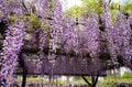 花より団子？ いや、どっちも満喫！「亀戸天神」藤の花 雅な紫に彩られた幻想的な世界へ【東京都・江東区】の画像007