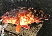 初心者でも釣りやすい! シーズン突入の「カサゴ」“肉食性の食いつき”狙う「3つの釣法」&「マナー」とは? 調理は刺身、塩焼き、煮付け、何でもどうぞ!