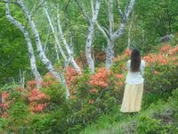 【ハイカー女子の一杯】志賀高原へ “透明な奇跡” に会いにゆく！  雨が描く宝石 “6杯目” 長野県・2025年