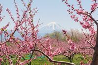 春色の濃淡を楽しむ「桜と桃」お花見スポット2選！  1日でどちらも訪問OK！  4月上旬、山梨ならではの ”特別な10日間” 体験レポート【笛吹市＆韮崎市】