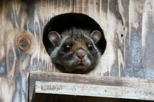 夜空にふわりと舞う座布団【ムササビ】「意外と身近な存在！？ 12月は観察のベストタイミング」 2023年
