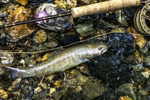 「日本一の川の上流は透け透けの透明度！」魚影濃し！ライズの謎解きに一喜一憂【渓流釣り】千曲川