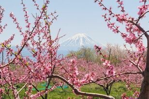 春色の濃淡を楽しむ「桜と桃」お花見スポット2選！  1日でどちらも訪問OK！  4月上旬、山梨ならではの ”特別な10日間” 体験レポート【笛吹市＆韮崎市】