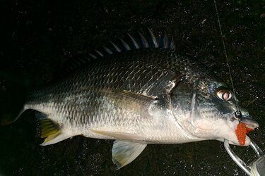 大流行中の手軽な釣り チニング 攻略のための 効果的ルアー と ポイントの選び方 とは アクティビティ ニュース Bravo Mountain