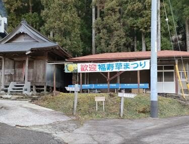 山奥で輝く「冬にしか咲かない花」！ 見ごろ2月「フクジュソウ」に来福
