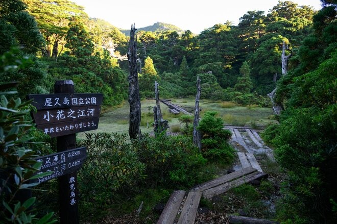 【世界自然遺産・屋久島】九州最高峰の「宮之浦岳」へ！  日本最南端の高層湿原「花之江河」を抜け、洋上のアルプスに臨むの画像006