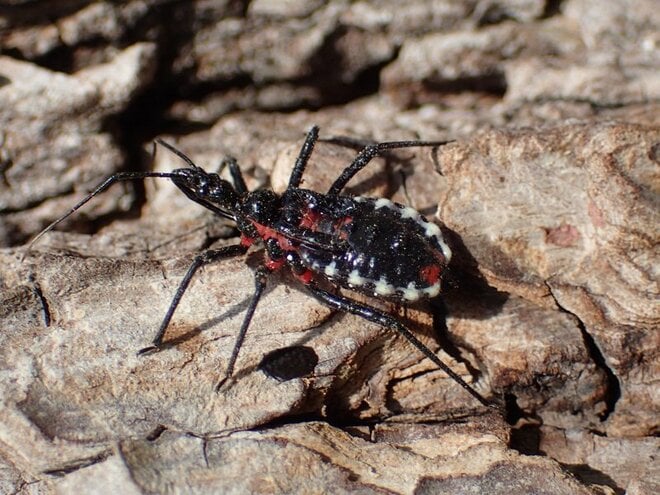 冬の樹洞に集まる「黒と赤の虫」たち！  その正体は肉食性外来種だった【あなたのすぐそばにいる「季節の虫」の探し方 vol.15】の画像005