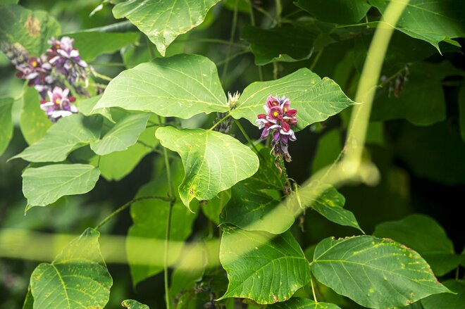 【渓流釣り】夏の終わり、尺まで届け！ 「藪を漕ぎ、大物イワナの “テッパン” ポイントへ」  長野県｜2026年の画像001