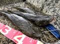 サーフのマゴチルアー釣り超入門！  広大な砂浜から絶品高級魚を狙おう！「キャッチアンドイートを楽しむ」の画像001