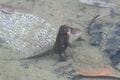 初夏の渓流から流れる清らかな歌声の主「カジカガエル」 吸血昆虫のエグイ襲撃にも涼しい顔に驚き【高尾山・丹沢 2025年】の画像005