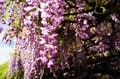 「藤の花」が降りそそぐ絶景「亀戸天神」紫に染まる雅な藤の名所は浮世絵の世界を今もなお残す【東京都 江東区】の画像008