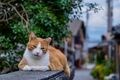 アート、ときどき島猫。男木島・女木島・豊島【「瀬戸内トリエンニャーレな旅（前編）」琉球島猫百景 vol.21〈特別編〉】の画像014