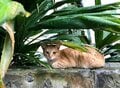 外で暮らす島猫たちは冷たい雨から身を守れているのだろうか？　不安定な天候の多い2月の沖縄にて【琉球島猫百景〈番外編〉「雨の日の猫たち」】の画像001