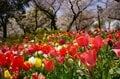 「浮間公園」桜とチューリップの豪華コラボは”東京の春”を鮮やかに彩る【東京都・板橋区】の画像006