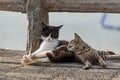 北谷の国際色豊かなビーチサイドで暮らす島猫たちに、ちむどんどん！？「沖縄アメリカ村のボーダーレスキャッツ」【琉球島猫百景 vol.14／沖縄県北谷町】の画像003