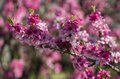 フルーツ王国・山梨の春はピンク色！ 桜から桃の花へ！ 開花ラッシュで花見に大忙しの “桃源郷” 甲府盆地【山梨県】2022年の画像006