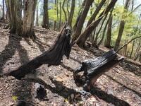 【山火事があった現場へ】2025年4月、住宅地にほど近い「青貝山」で発生した“人為的”災害… 豊かな里山が問う、登山者のマナーとは【大阪府豊能町】