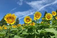 夏空のブルーに映えるヒマワリの花！  名古屋駅から約1時間でアクセスOK「絶景・ひまわり畑」3選！  日本最大級＆名物スイーツも