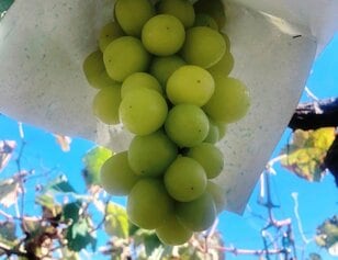 「シャインマスカット」農園直伝「おいしい房」の見分け方とは！？ 現地通い「ドはまり」ライター「味わいづくし」ワザレポ
