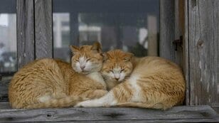 「小満芒種（スーマンボース）の猫島散歩」あちこちに聖地や御嶽が点在する特別な島の猫たちは、沖縄の神々と連絡を取り合っているのか……【琉球島猫百景 vol.15／沖縄県南城市知念】